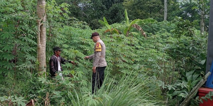 Ketahanan Pangan Pekarangan Rumah Terbatas di Desa Kiarapedas