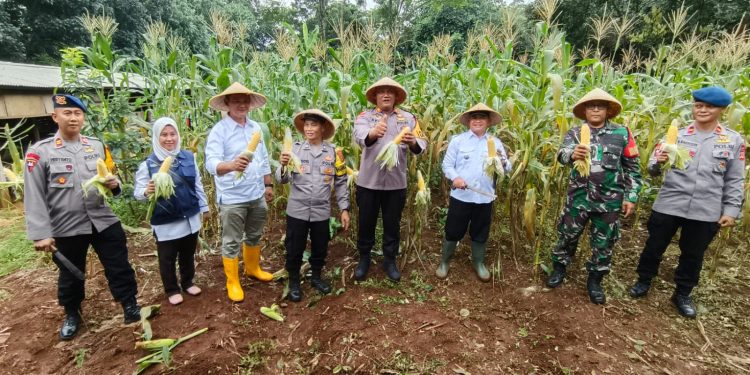 Polsek Bungursari Polres Purwakarta Ikuti Secara Virtual Panen Raya Jagung Serentak Tahap I