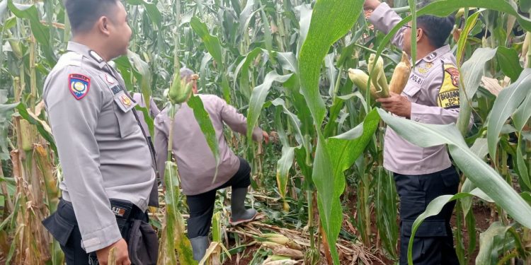 Kapolsek Jatiluhur Pimpin Panen Raya Jagung di Kebun Polsek: Wujud Nyata Ketahanan Pangan Lestari