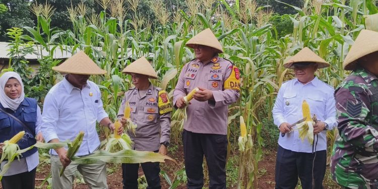 Polsek Bungursari Polres Purwakarta Ikuti Secara Virtual Panen Raya Jagung Serentak Tahap I