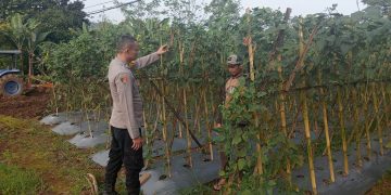 Giat Ketahanan pangan nasional Polsek Kiarapedes
