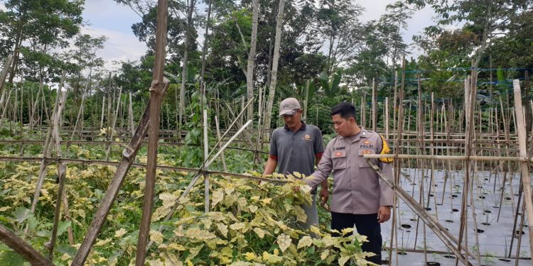 KEGIATAN SAMBANG PROGRAM KETAHANAN PANGAN PEKARANGAN RUMAH TERBATAS DI DESA MARGALUYU, KECAMATAN KIARAPEDES