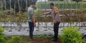 Ketahanan Pangan Nasional: Tumpang sari Tomat Desa Taringgul landeuh.