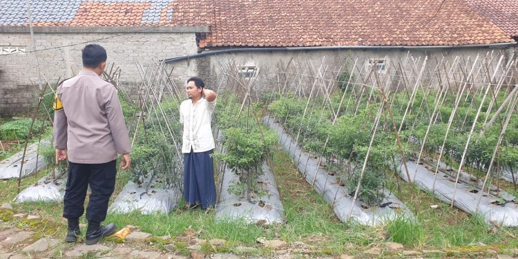 KEGIATAN SAMBANG PROGRAM KETAHANAN PANGAN PEKARANGAN RUMAH TERBATAS  DI DESA MARGALUYU, KECAMATAN KIARAPEDES