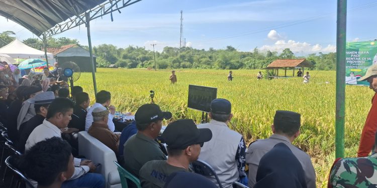 Kapolsek Campaka Hadiri Panen Raya Padi Serentak di Kampung Babakan Cilandak bersama Bupati Purwakarta*