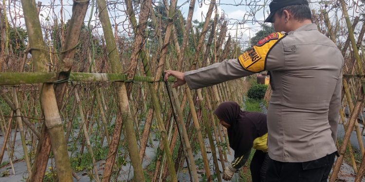 kegiatan sambang program ketahanan pangan pekarangan rumah terbatas di desa kiarapedas, kecamatan kiarapedes