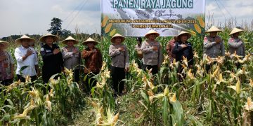Dukung Ketahan Panganan, Kapolres Purwakarta Panen Raya Jagung