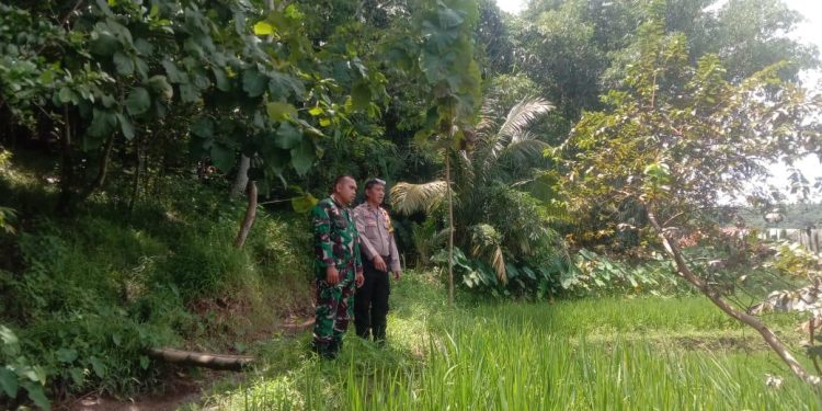 Bersama Babinsa, Bhabinkamtibmas Polsek Plered Lakukan Pengecekan Sawah