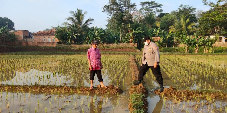Sambang Petani, Bentuk Dukungan Polsek Plered Untuk Ketahanan Pangan