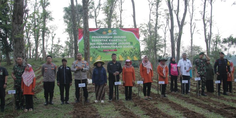 Bersama Forkopimda, Polres Purwakarta Lakukan Penanaman Jagung Di Desa Panyindangan