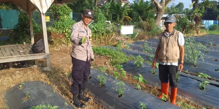 Bhabinkamtibmas Desa Salam Mulya Dampingi Penanam Cabai Di Wilayah Binaanya