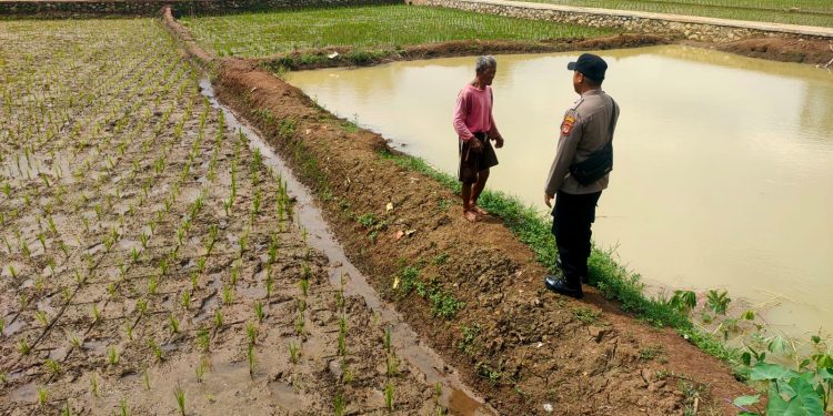 Komitmen Polri Dukung Progam Ketahanan Pangan Di Purwakarta, Polsek Plered Lakukan Hal Ini