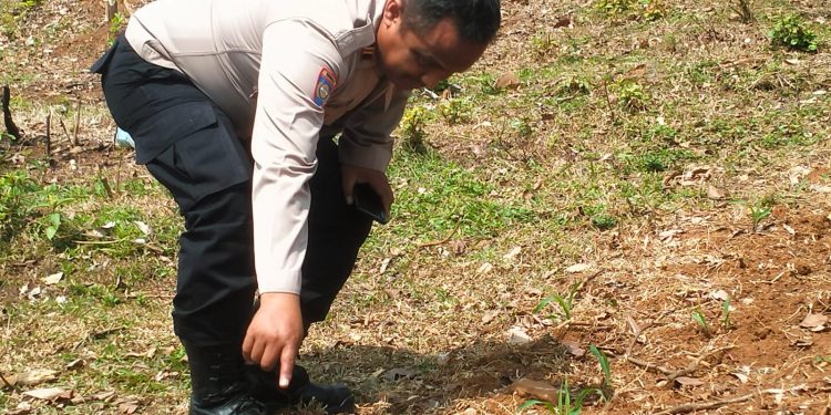 Dukung Program Swasembada Pangan, Polsek Sukatani Lakukan Pengecekan Lahan Tanam Jagung