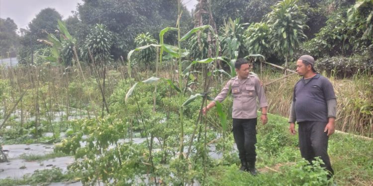 Bhabinkamtibmas Desa Gardu Polsek Kiarapedes terus dukung Kegiatan Ketahanan Pangan