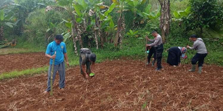 Polres Purwakarta Dukung Program Ketahanan Pangan Nasional dengan Penanaman Jagung
