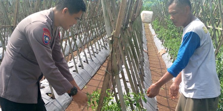 KEGIATAN SAMBANG POLISI PENGGERAK KETAHANAN PANGAN NASIONAL POLSEK KIARAPEDES