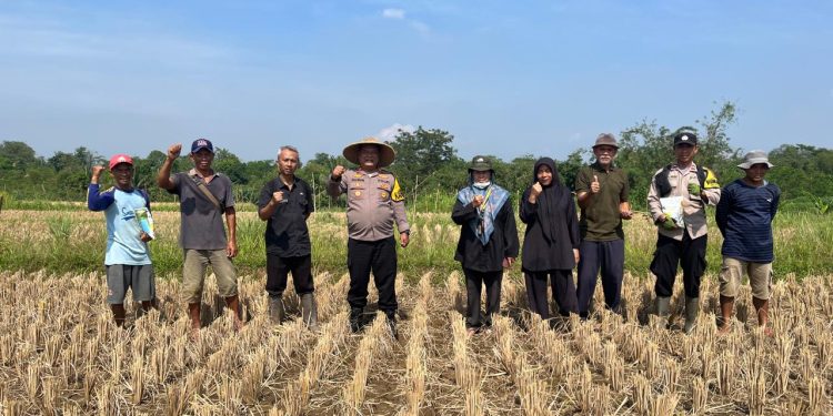 Kapolsek Pasawahan Dampingi Langsung Penanaman Jagung Lbs Di Wilayah Pasawahan Guna Dukung Ketahan Pangan