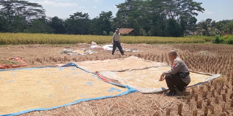 Bhabinkamtibmas Lakukan Sambang Dan Dampingi Petani Saat Panen Padi di Desa Sawah Kulon