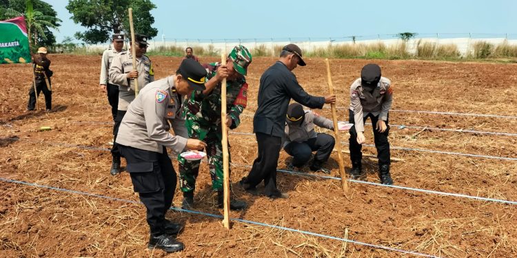 Penanaman Jagung Hibrida Serentak Kuartal IV Non LBS di Wilayah Hukum Polsek Bungursari Polres Purwakarta