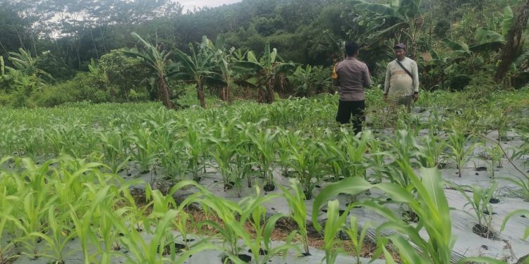 Polsek Kiarapedes Dukung Swasembada Pangan Melalui Penanaman Jagung Serentak Kuartal IV
