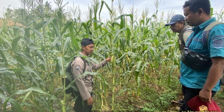 Kanit Binmas Polsek Pasawahan Polres Purwakarta Terus Pantau Perkembangan Tanaman Jagung Program Ketahanan Pangan