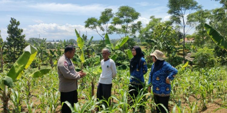 Bhabinkamtibmas Bersama Dinas Pertanian Dukung Ketahanan Pangan Melalui Program Jagung Hibrida di Jatiluhur