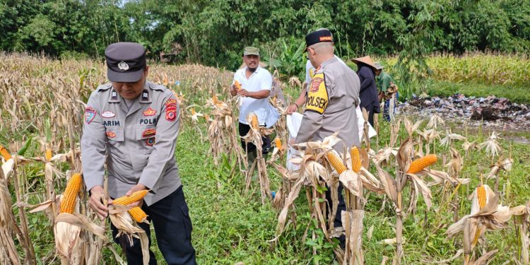 Perkuat Ketahanan Panang, Polsek Plered Panen Jagung Kuartal IV Desa Karoya