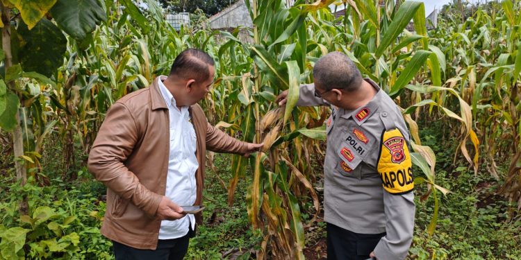 Polsek Plered Polres Purwakarta Lakukan Pengecekan Lahan Jagung Penanaman Kuartal IV 2025