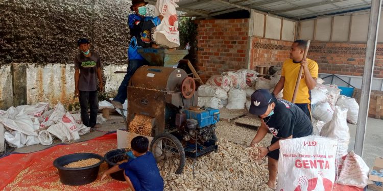 Sambil Berdialog Dengan Petani, Personel Plered Cek Langsung Hasil Panen Jagung
