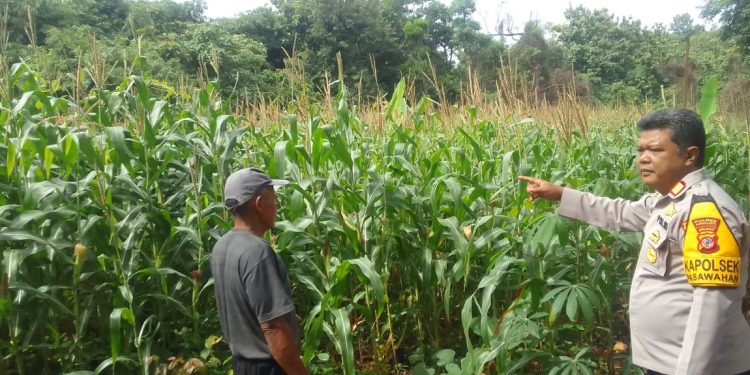 Kapolsek Pasawahan Turun Langsung Tinjau Ketahanan Pangan di Desa Selaawi