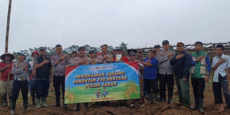 Polsek Bojong Dukung Program Ketahanan Pangan, Gelar Penanaman Raya Jagung Hibrida Serentak 750 Hektare Polda Jabar
