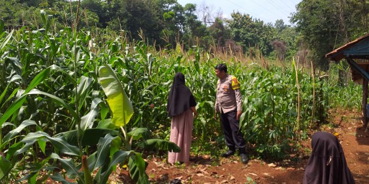 Dukung Ketahanan Pangan Nasional, Bhabinkamtibmas Desa Cibukamanah Kontrol Tanaman Jagung