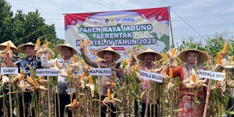 Panen Raya Jagung Serentak di Campaka, Polres Purwakarta Dukung Swasembada Pangan 2026