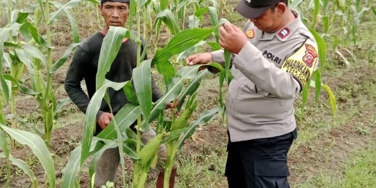 Bhabinkamtibmas Desa Cijaya Dukung Ketahanan Pangan Lewat Sambang Lahan Pertanian