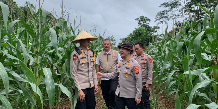 Kapolres Purwakarta Tinjau Perkembangan Lahan Jagung di Wilkum Polsek Cibatu