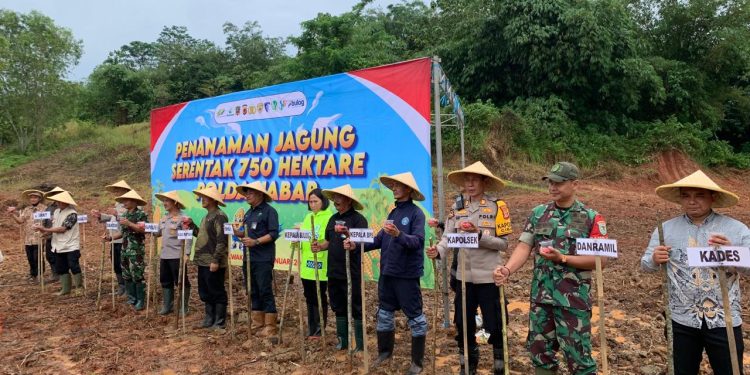Penanaman Jagung Serentak Kuartal I 2026, Wujud Sinergi Polri Dukung Ketahanan Pangan