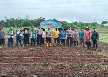 Dukung Progam Ketahan Pangan, Polsek Plered Lakukan penanaman Jagung di Desa Karoya