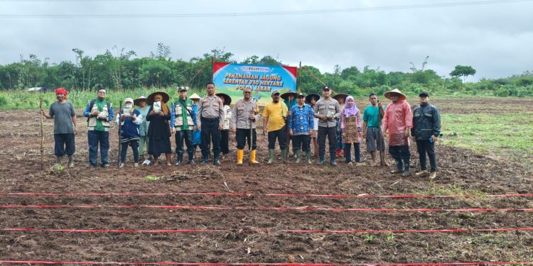 Dukung Progam Ketahan Pangan, Polsek Plered Lakukan penanaman Jagung di Desa Karoya