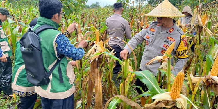 Perkuat Ketahanan Pangan, Polsek Plered Panen Jagung Di Desa Cadasmekar