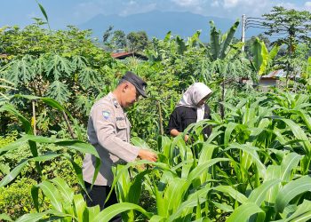 Bhabinkamtibmas Polsek Kiarapedes Monitoring Lahan Jagung Hibrida, Dukung Ketahanan Pangan Nasional