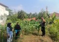 Dukung Ketahanan Pangan, Polsek Plered Cek Tanaman Jagung