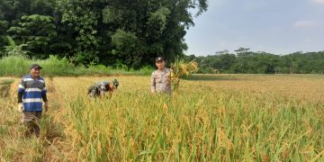 Guyub dan Kompak, Bhabinkamtibmas dan Babinsa Bantu Warga Panen Padi