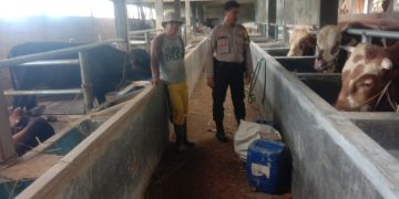 Dukung Program Ketahanan Pangan, Bhabinkamtibmas Polsek Plered Lakukan Pengecekan Kandang Sapi Milik Warga