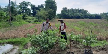Bhabinkamtibmas Polsek Cibatu Aktif Dukung Swasembada Pangan Lewat Sambang Petani