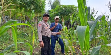 Asta Cita, Bhabinkamtibmas Polsek Sukatani Sambang Ke Petani Jagung