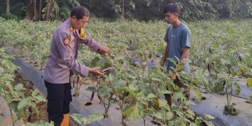 Kapolsek Cibatu Dampingi Petani, Pemanfaatan Lahan untuk Dukung Program Ketahanan Pangan