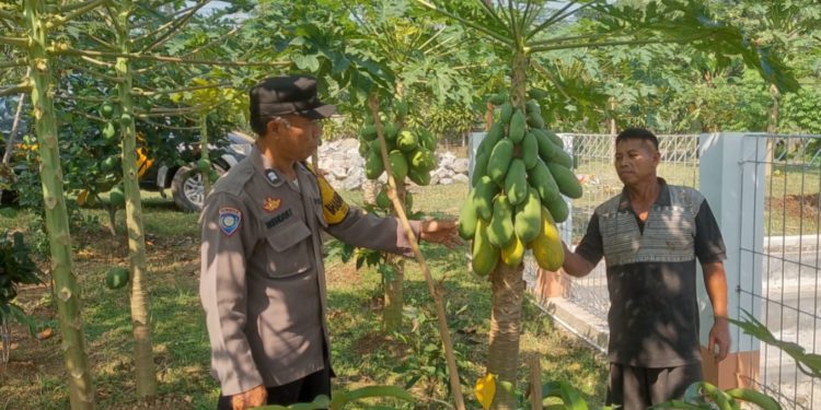 Polsek Campaka Dampingi Warga Kembangkan Ketahanan Pangan di Lahan Perkebunan