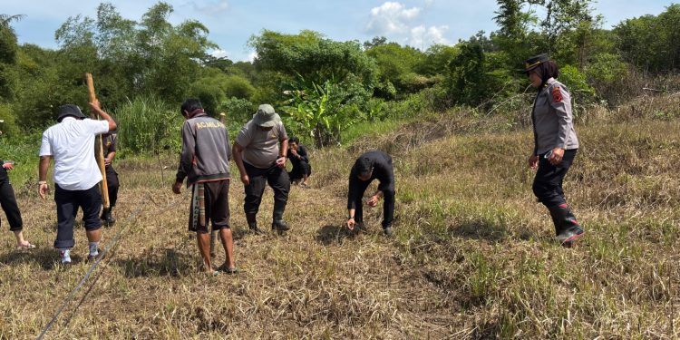 Polsek Purwakarta Kota Bersinergi Bersama Kelompok Tani Gelar Penanaman Jagung Hibrida di Ciwareng