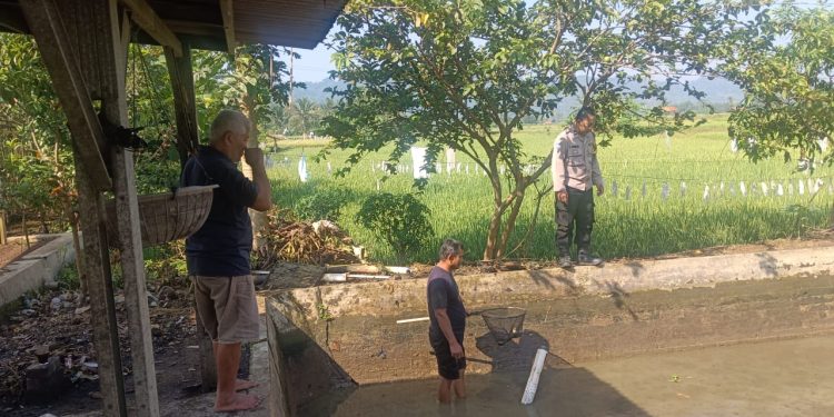 Sambang Peternak Ikan, Polsek Plered Dukung Ketahanan Pangan Di Purwakarta