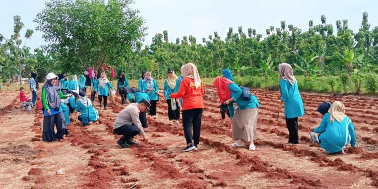 Bhabinkamtibmas Polsek Purwakarta Kota Ajak Warga Tanam Jagung Hibrida di Babakancikao